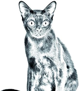 Sanat Köpek Ltd.Şti. Bombay Kedisi, Kedi Görüntüsü olan Seramik Karodan Oval Mezar Taşı