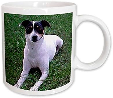 3dRose Köpekler Sıçan Terrier-Sıçan Terrier-Kupalar (mug_791_1)